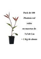 pack de 100 photinias m78